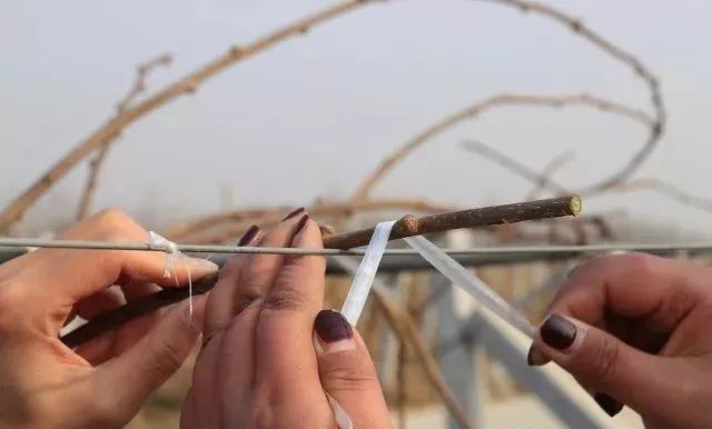 快速绑枝示范,一学就会!|猕猴桃|枝条|结果母枝