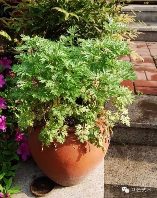 艾草盆栽养殖方法