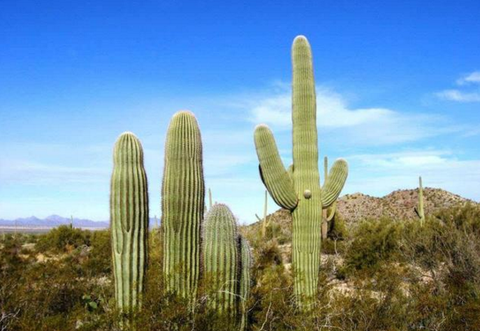 最高的仙人掌,巨柱仙人掌高达六七层楼,而前10年它才高4厘米