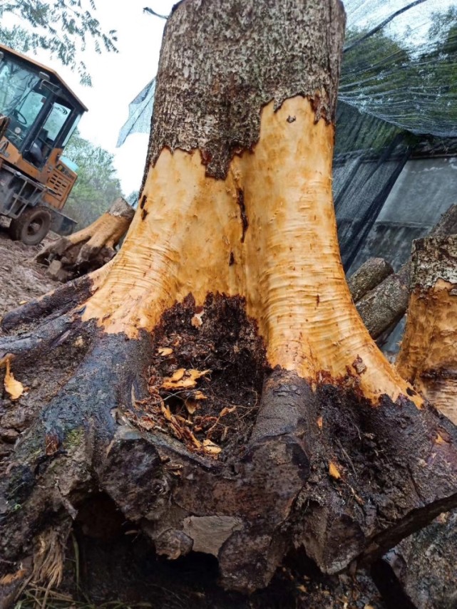 金丝楠木树根水波纹料