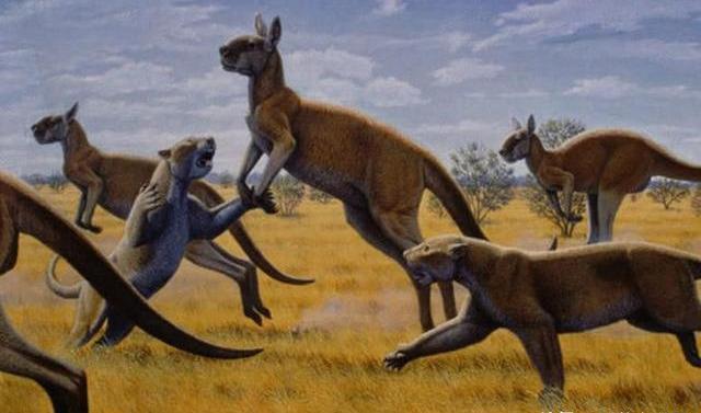 [袋狮]袋狼是澳洲顶级掠食者?