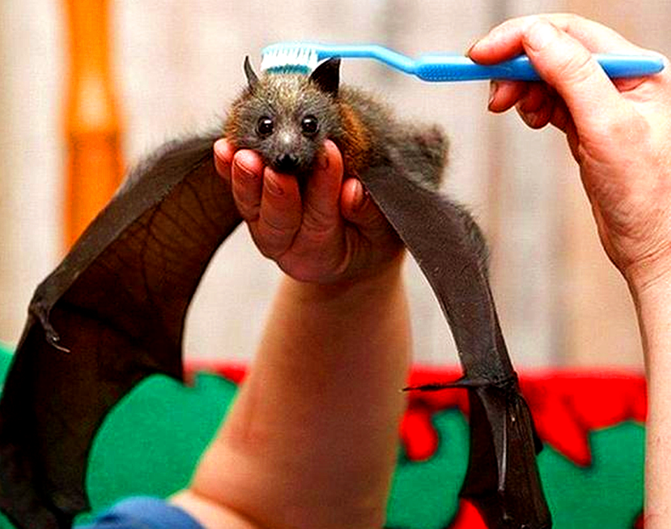 蝙蝠和老鼠长得贼像,只是会飞而已,那它们到底是不是一个家族呢?