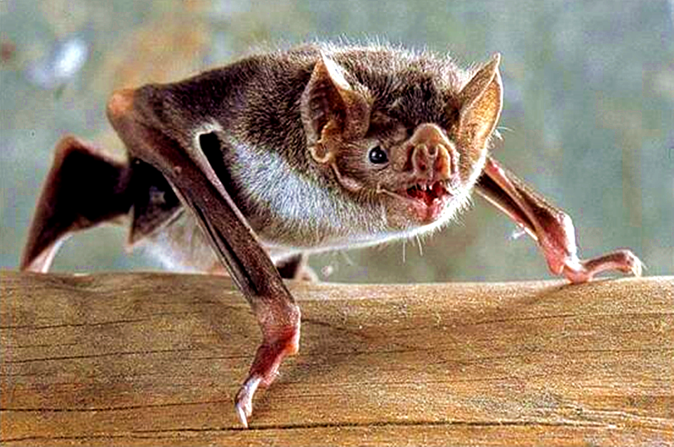 蝙蝠和老鼠长得贼像,只是会飞而已,那它们到底是不是一个家族呢?