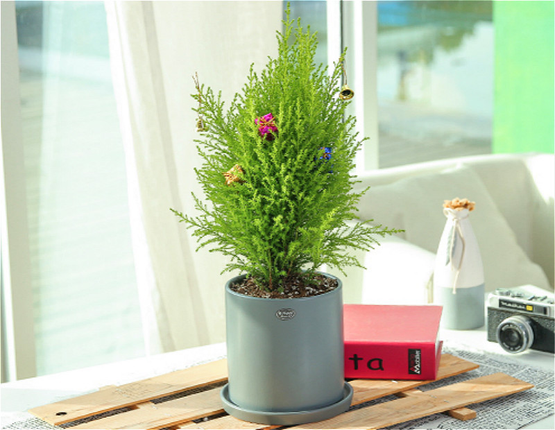 圣诞将至,阳台挑个盆栽,摇身一变圣诞树!