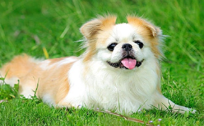 许多人受不了京巴犬的气味,因此他们宁愿选择一些体