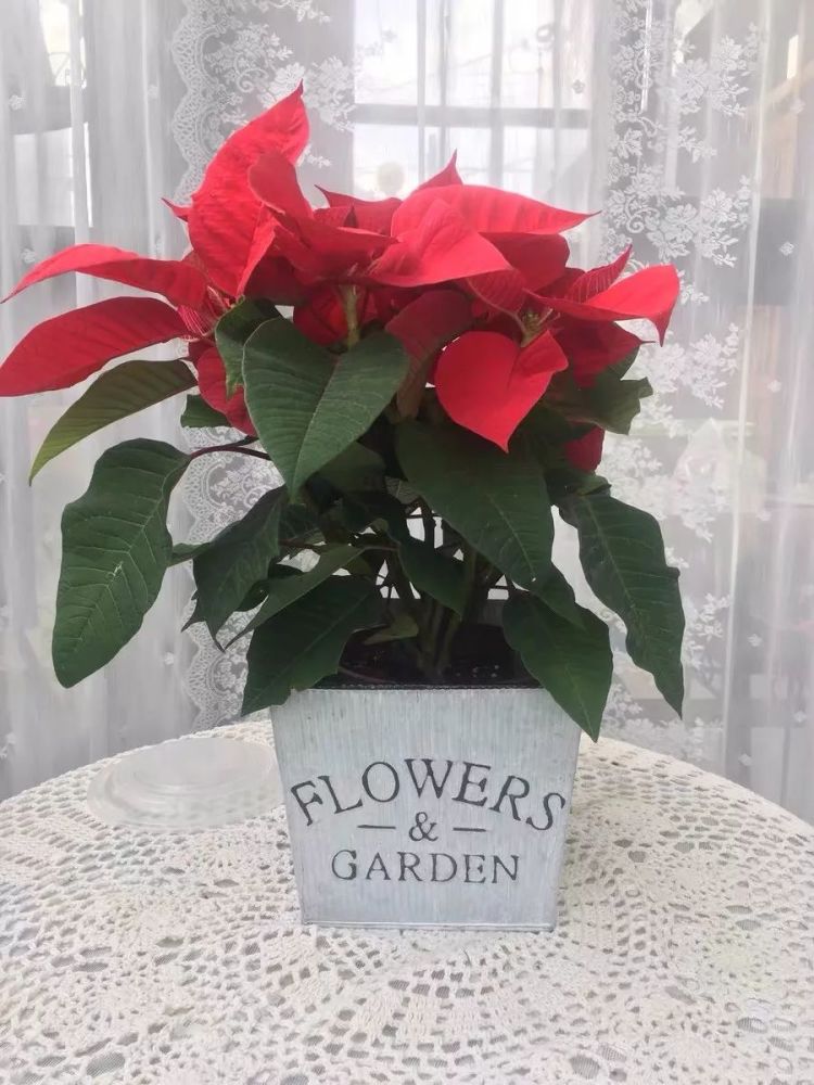 马上元旦了 迎接新年就养这六种 好运花 欢欢喜喜庆佳节 腾讯新闻