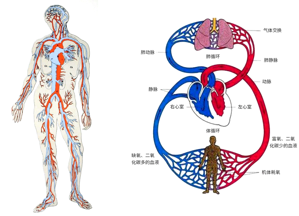 无法想象血液在血管里结冰了将会是个什么情况. 其三,循环方式不同.