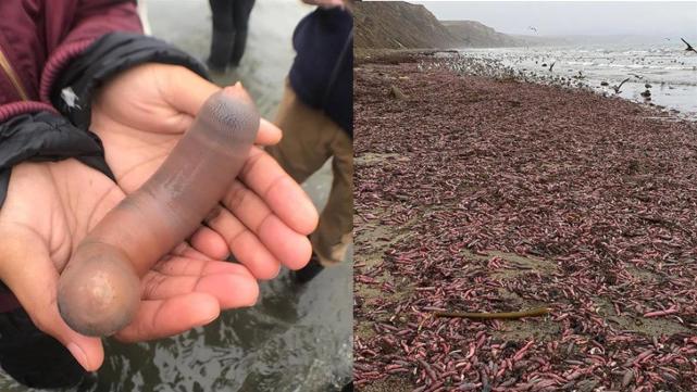 数万只海肠密密麻麻铺在海滩可食用口感脆嫩