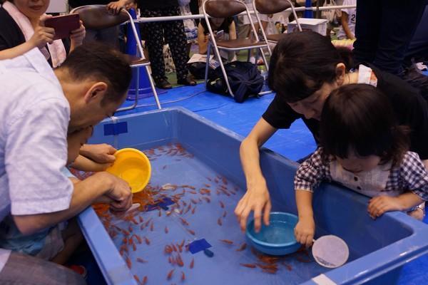 靠 撈金魚 上大學!日本女子苦練7年秀絕技順利收到錄取通知