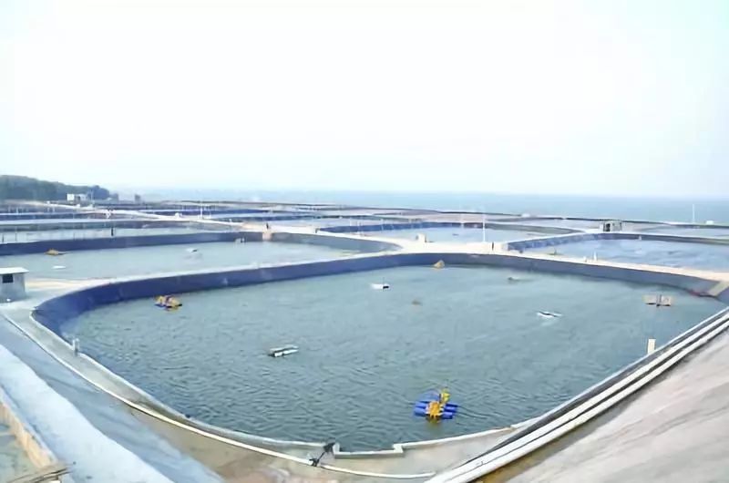 对虾高位池养殖优缺点