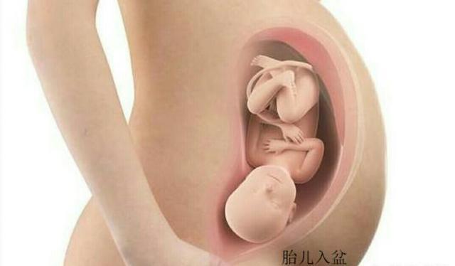 19周胎儿在腹部位置图图片