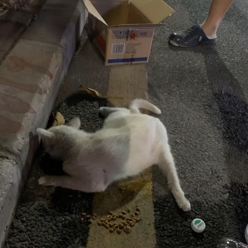 两只流浪猫 本打算隔天收养 可说好的再见 却变成了永别 腾讯新闻