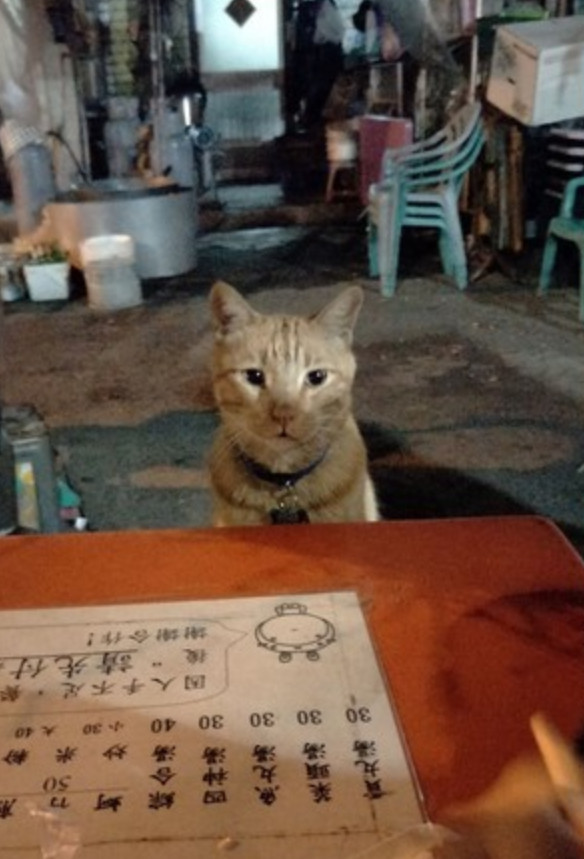 夜市遇到 流氓猫 强行蹭饭 它还坐在椅子点餐 我要这个 腾讯新闻