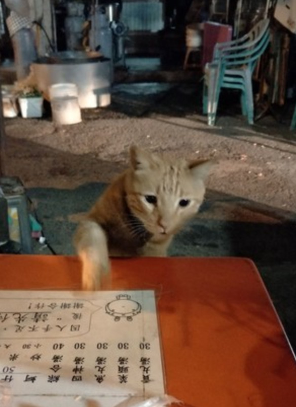 夜市遇到 流氓猫 强行蹭饭 它还坐在椅子点餐 我要这个 腾讯新闻