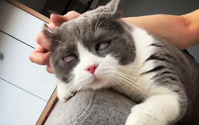 给主子掏耳朵,爽到猛翻白眼,上头了上头了