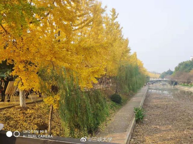 望欄旁銀杏落金看叢中紅葉蝶舞清晨步行在三大三峽大學得以心中慰藉