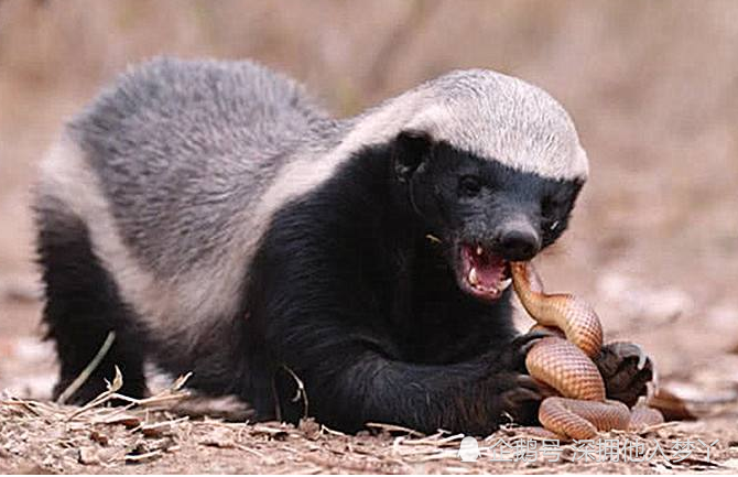 世界上最笨的动物,根本不需要什么天敌,笨就能把自己给笨死