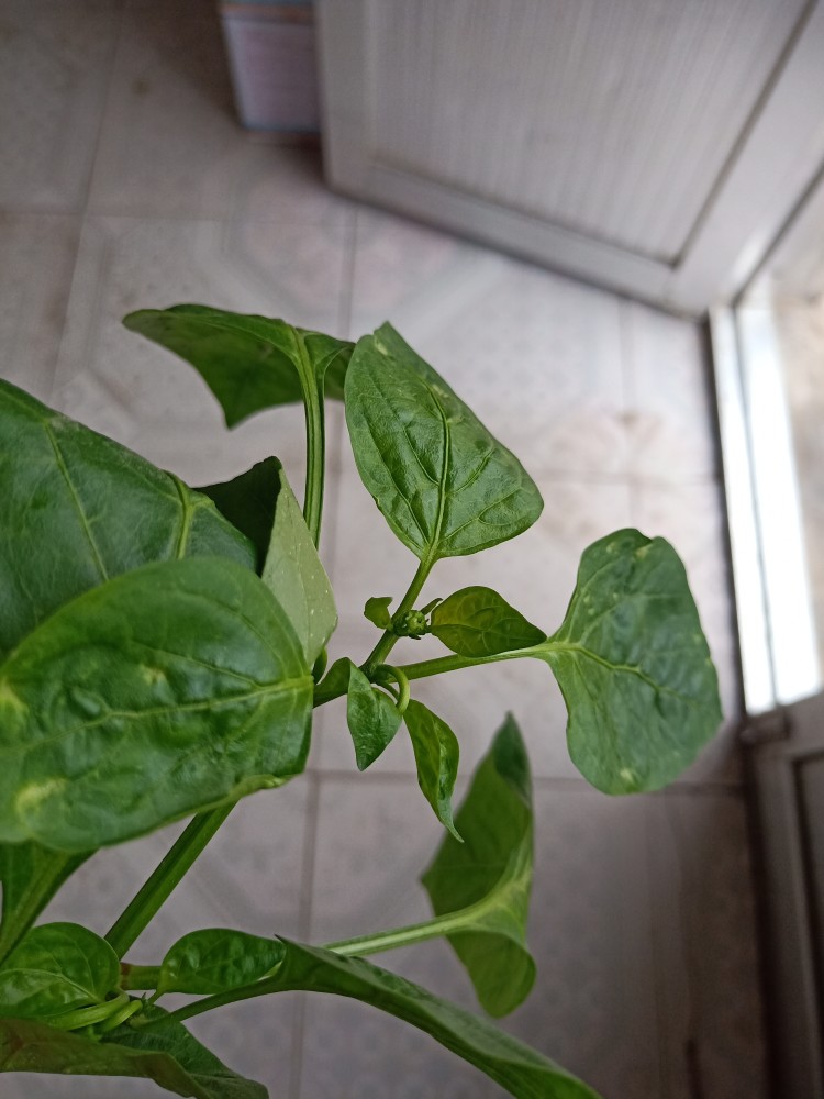 辣椒植株和果實這是怎麼了?怎麼用藥防治