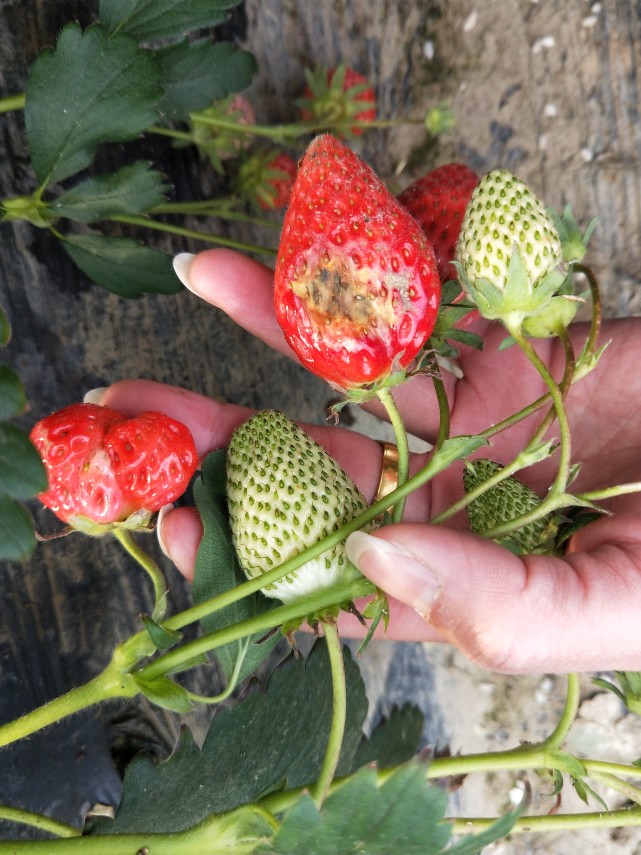 草莓果子白腐软化呈水浸状是什么病?用什么药比较好