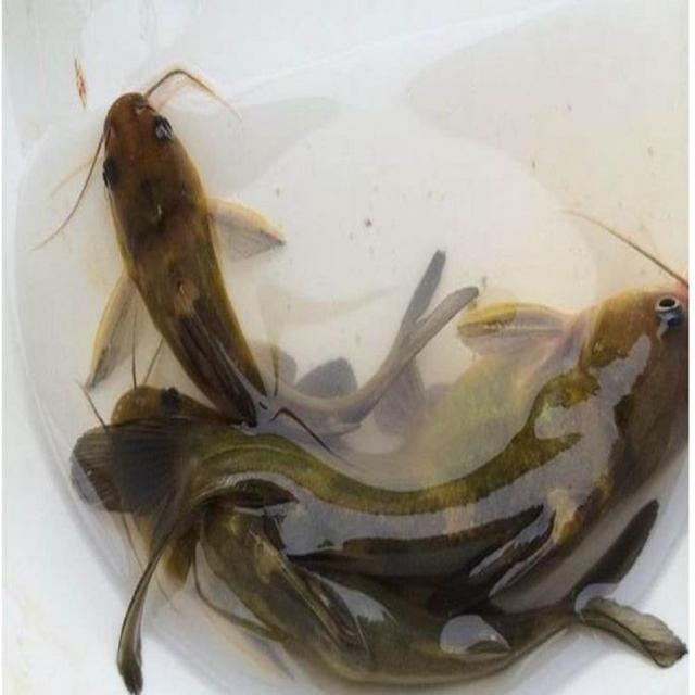 外国生物入侵我国该鱼在四川被充当为黄辣丁出售如今泛滥在中国江河