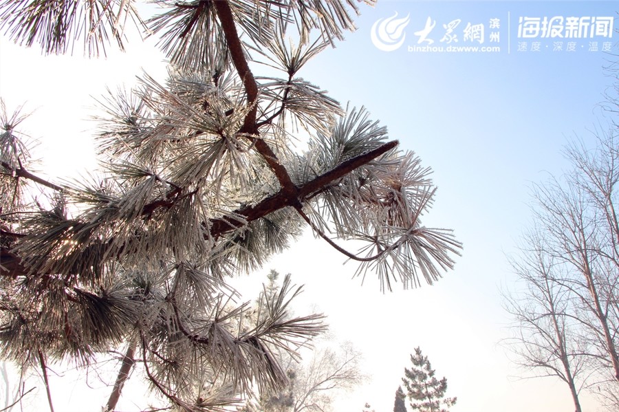 惠民石庙镇沙窝林场雾凇景观犹如童话世界般令人陶醉