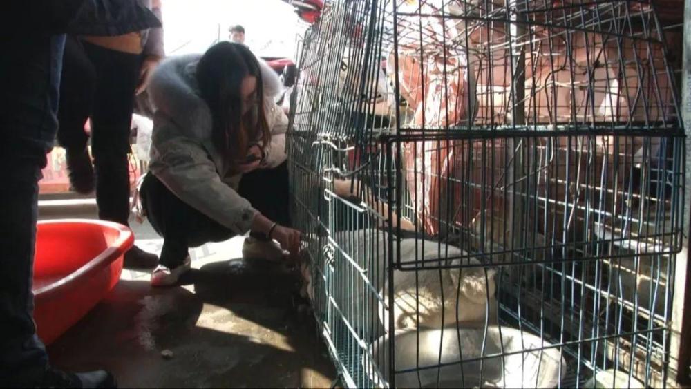 菜场摊主当街杀狗与爱狗人士激烈冲突我花钱买的哪儿违法