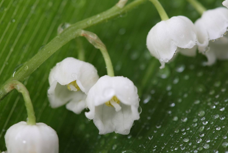 2020年佛祖显灵 桃花盛开 万事顺利 事业会有突破的三大生肖 腾讯新闻