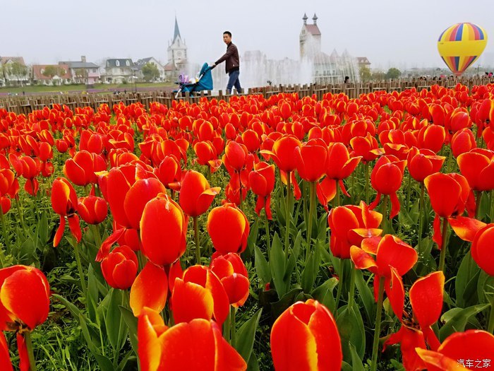 鲜花做成的彩色蝴蝶.