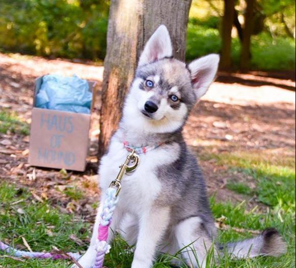 阿拉斯加克利凯犬:迷你版哈士奇,但论颜值这狗狗却能比得过二哈