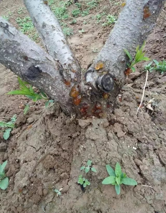 防治桃樹流膠病,抓好冬春有利時機!