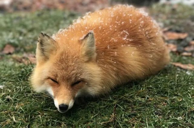 日本藏王狐狸村 萌到哭泣 日元 狐狸村 日本 旅游 藏王 东北地区