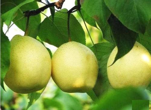 你知道哪儿的鸭梨最大吗?