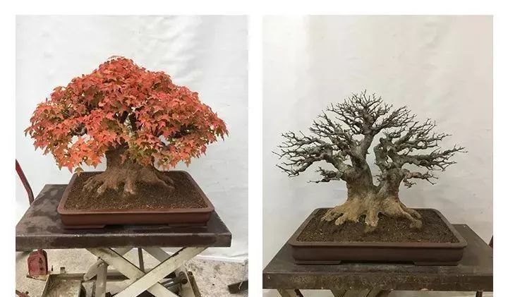 名家讲堂丨三角枫盆景制作养护管理要点