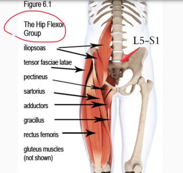 股直肌rectus femoris—-具有伸展膝关节的作用,还因为它上面和髂骨