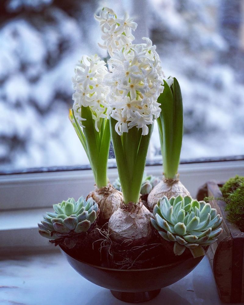 水培风信子开花后怎么处理(水培风信子开花后怎么处理干净)