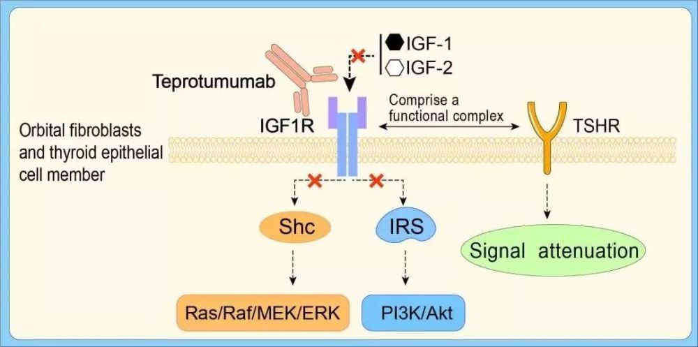 針對病因,horizon therapeutics開發的teprotumumab能結合igf-1r,阻斷