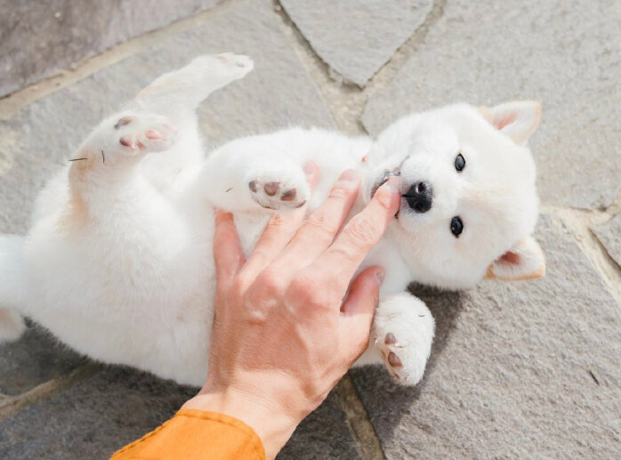 白色的柴犬狗狗为什么会那么稀少 腾讯新闻