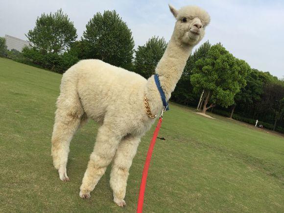 这么萌的网络神兽——羊驼,却是南美人餐桌上美食,网友:吃不下