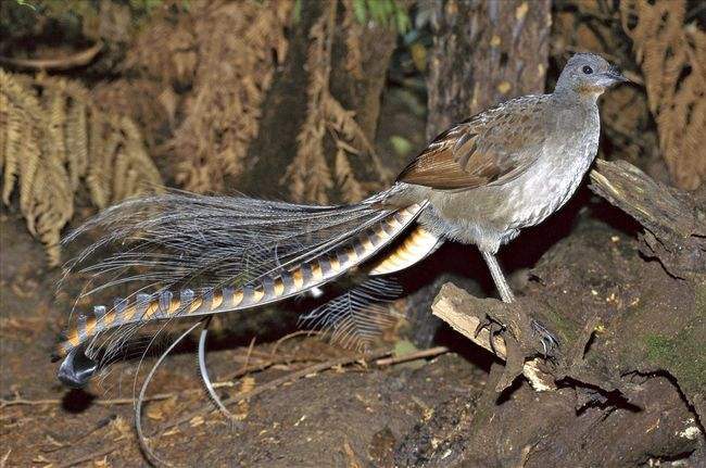 世界上拥有超能力的4种动物,这些动物你认识几个?