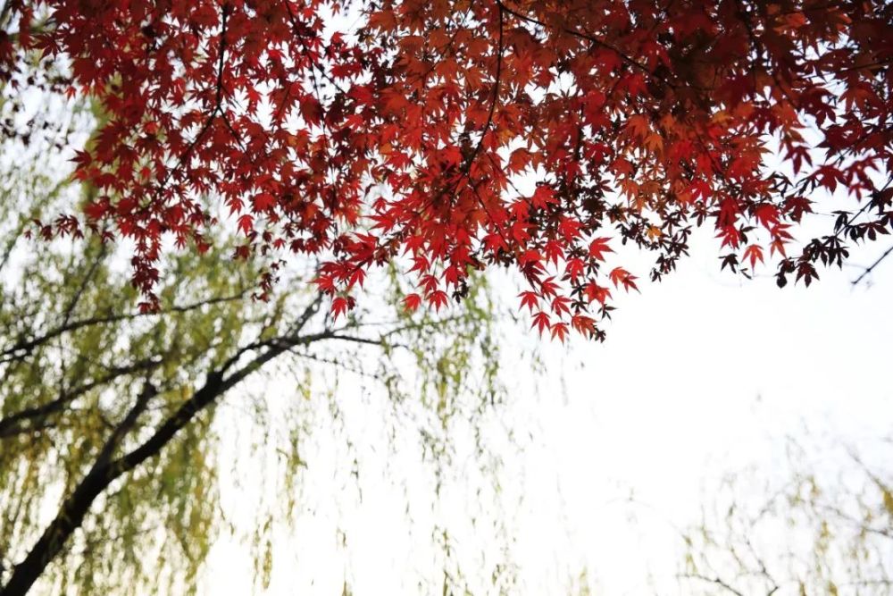 限時供應的暖冬色原來古華公園的冬天是這樣的