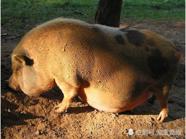 和人类相比,动物的怀孕过程更加不容易.