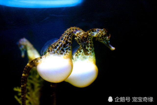 看看这些怀孕动物的照片当妈妈真的不容易啊