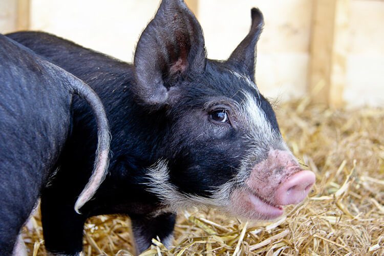 德国小猪上法庭告发农民对它们阉割时无止痛措施侵犯猪权