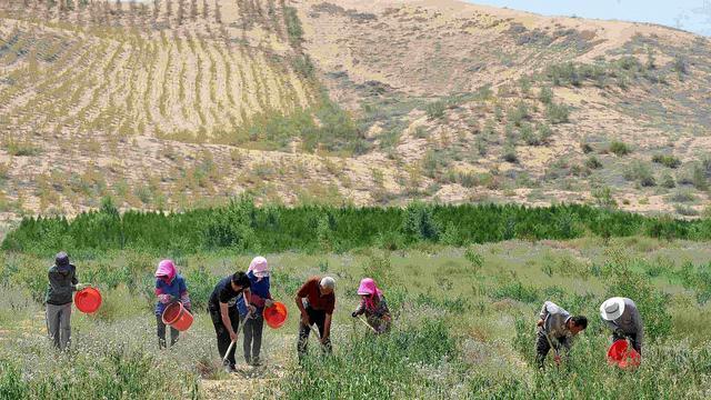 1998年,且末县成立了第一个防风防沙工作站,正式开启治沙工程,随着