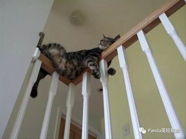 猫猫各种令人匪夷所思的高端睡姿_腾讯新闻