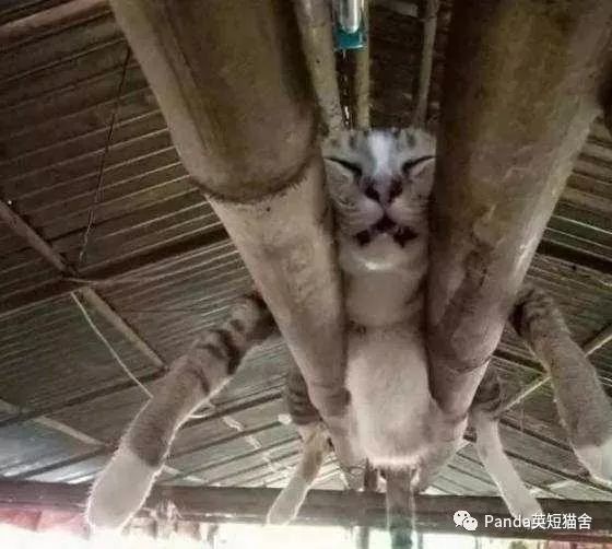 猫猫各种令人匪夷所思的高端睡姿_腾讯新闻