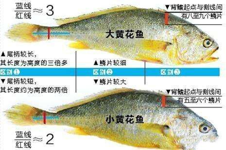 你知道有哪些常吃的海鱼吗 带你认识7种常见的海鱼 每种都好吃 腾讯新闻