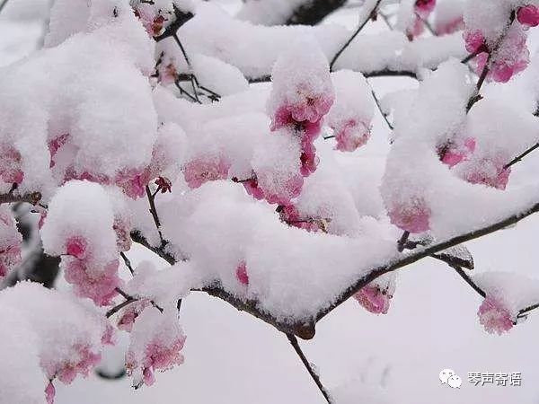 雙調落梅風