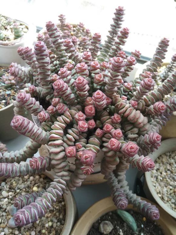 8种多肉寓意好 招财旺运 吉祥富贵最宜家 腾讯新闻