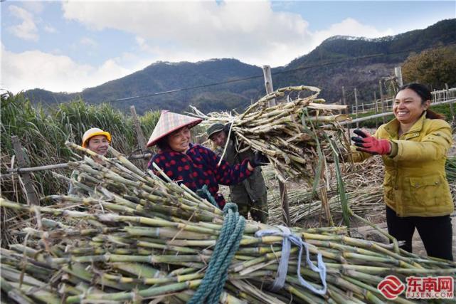 种植户正在搬运刚采收的甘蔗